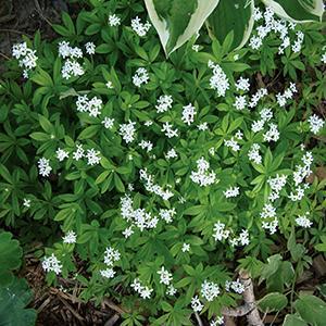 (Sweet Woodruff) Galium odoratum from Swift Greenhouses