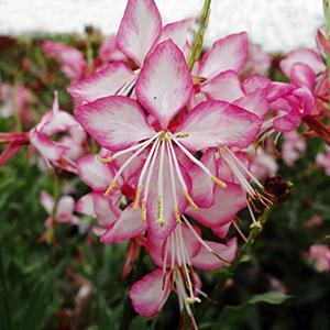 (Apple Blossom Grass) PP#22,290 Gaura lindheimeri Rosyjane from Swift Greenhouses