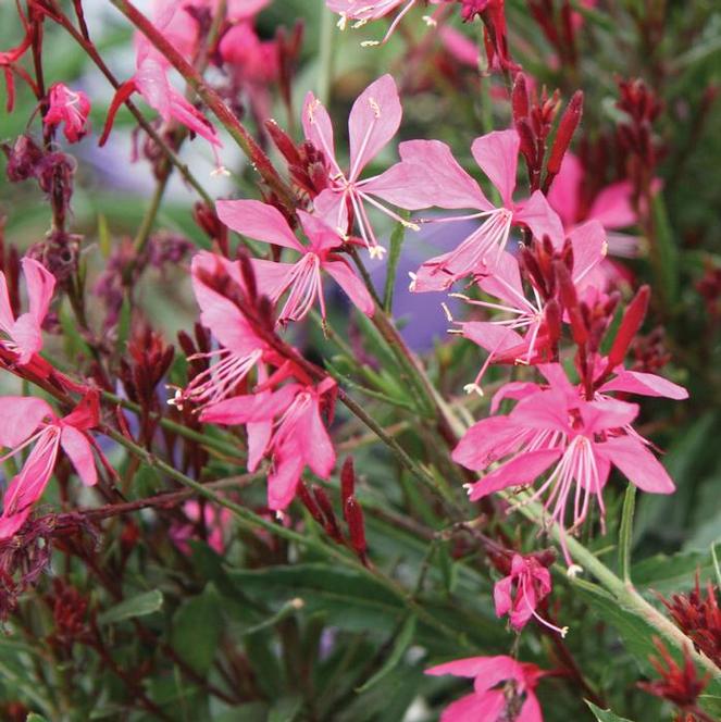 (Apple Blossom Grass) Gaura lindheimeri Siskiyou Pink from Swift Greenhouses