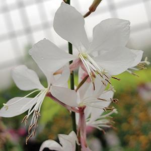 (Apple Blossom Grass) Gaura lindheimeri Whirling Butterflies from Swift Greenhouses