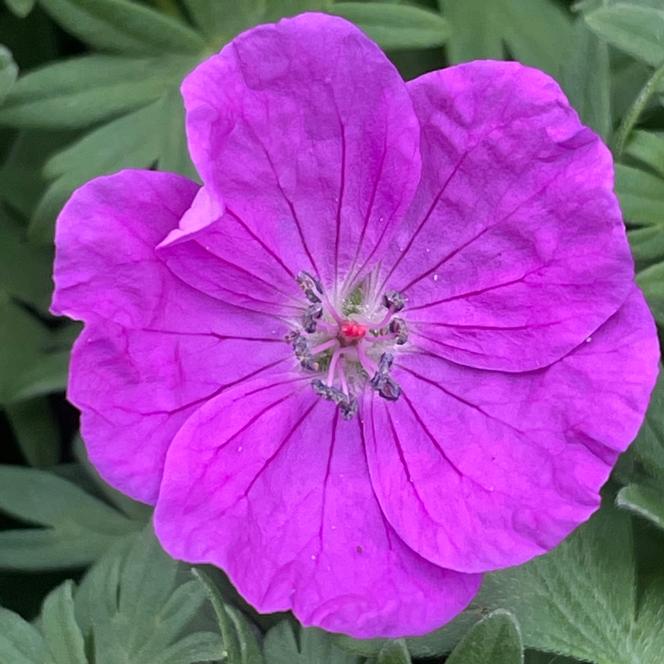 (Cranesbill) Geranium sanguineum Vision® Violet from Swift Greenhouses