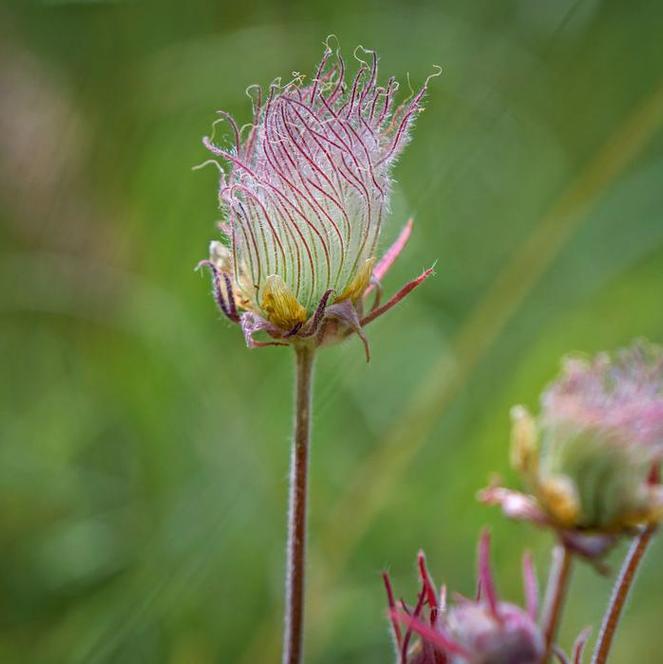 (Red Avens) Geum triflorum Prairie Smoke from Swift Greenhouses