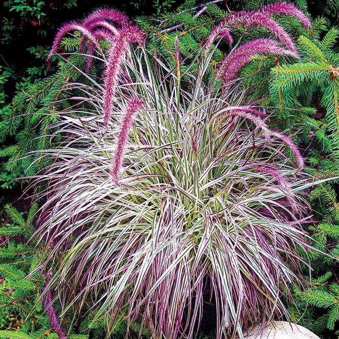 Pennisetum advena PP # 22,538 Grass Annual Cherry Sparkler from Swift Greenhouses