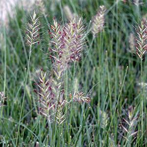 Pennisetum alopercuroides Grass Perennial Hameln Dwarf Fountain from Swift Greenhouses