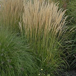 Calamagrostis acutiflora Grass Perennial Karl Foerster from Swift Greenhouses