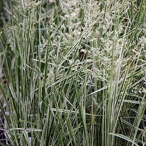 Calamagrostis x acutiflora Grass Perennial Overdam from Swift Greenhouses