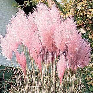 Cortaderia selloana Rosea Grass Annual Pampas Pink from Swift Greenhouses