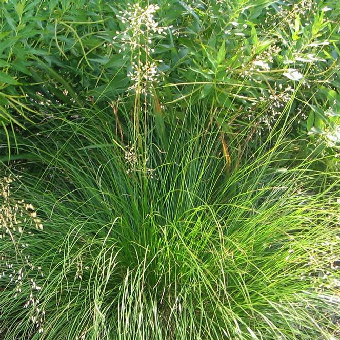 Sporobolus heterolepis Grass Native Prairie Prairie Dropseed from Swift Greenhouses