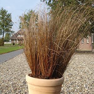 Carex buchananii Grass Perennial Red Rooster from Swift Greenhouses
