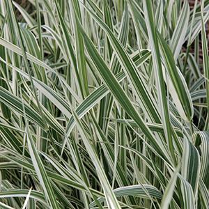 Phalaris arundinacea picta Grass Perennial Variegated Ribbon from Swift Greenhouses