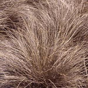 Carex comans Grass Annual Zora from Swift Greenhouses