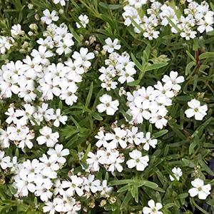 Creeping Babys Breath Ground Cover Seeds gypsophila Repens White