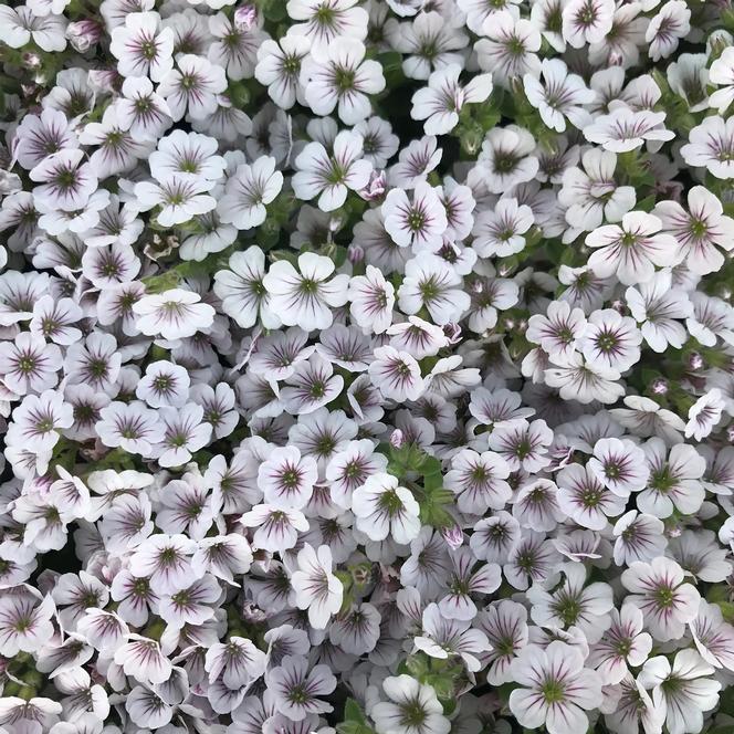 (Alpine Baby's Breath) Gypsophila cerastioides Pixie Splash from Swift Greenhouses