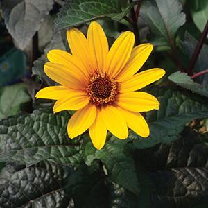 (Orange Sunflower) Heliopsis helianthoides Summer Nights from Swift Greenhouses