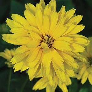 (Orange Sunflower) Heliopsis helianthoides Summer Sun from Swift Greenhouses