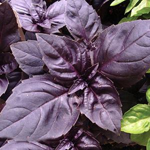 Ocimum basilicum Herb Annual - Basil Red Rubin from Swift Greenhouses