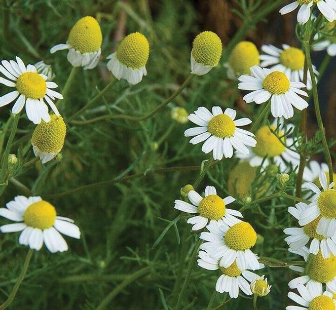 Matricaria chamomilla Herb Annual - Chamomile German from Swift Greenhouses