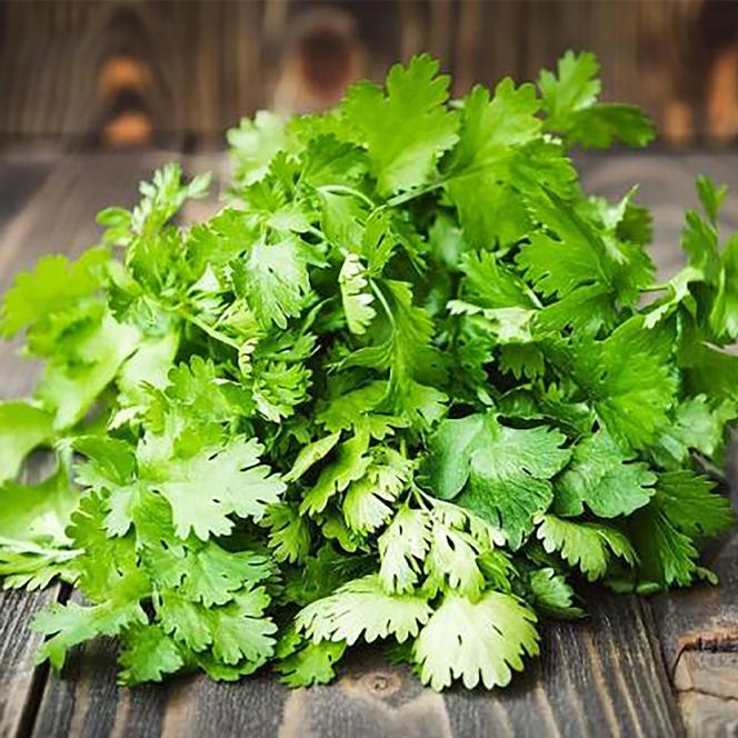 Coriandrum sativum Herb Annual - Cilantro Santo from Swift Greenhouses