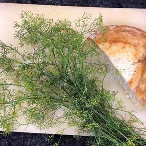 Anethum graveolens Herb Annual - Dill Compatto from Swift Greenhouses