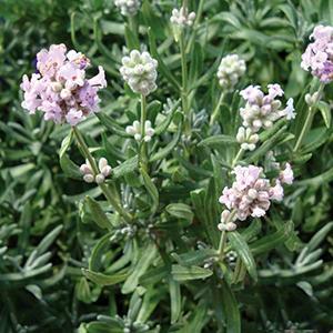 (English Lavender) Lavandula angustifolia Rosea Jean Davis from Swift Greenhouses