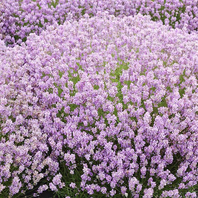English Lavender Herb Perennial - Lavender Ellagance Pink from Swift Greenhouses
