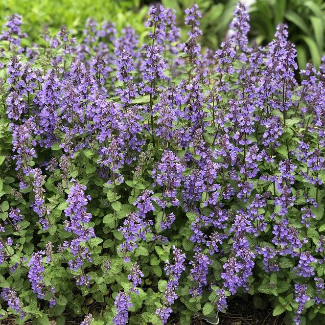 Nepeta mussinii Herb Perennial - Nepeta Catmint from Swift Greenhouses