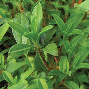 Satureja montana Herb Perennial- Winter Savory from Swift Greenhouses