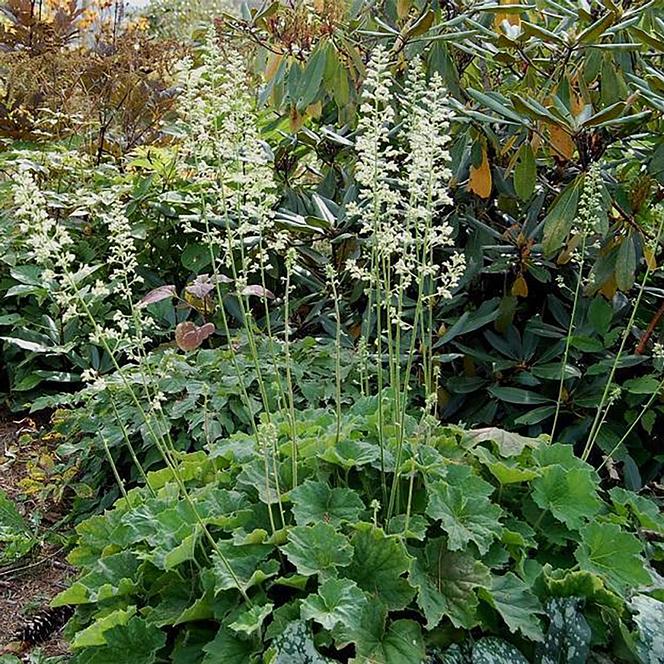 (Coral Bells) Heuchera villosa macrorrhiza Autumn Bride from Swift Greenhouses