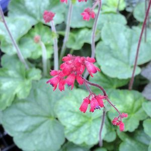 (Coral Bells) Heuchera sanguinea Firefly from Swift Greenhouses
