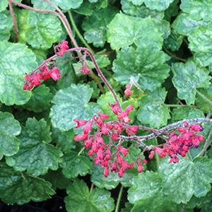 (Coral Bells) Heuchera sanguinea Ruby Bells from Swift Greenhouses