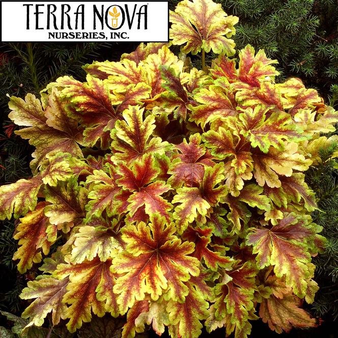 (Foam Flower) PP # 22,104 Heucherella hybrida Gold Zebra from Swift Greenhouses