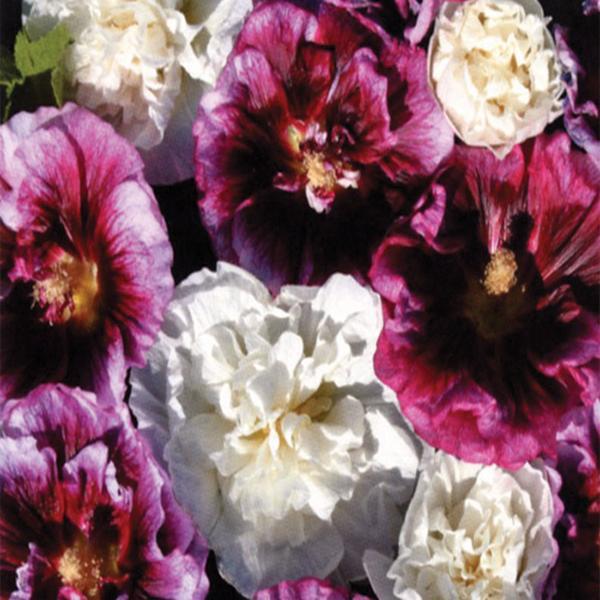 (Hollyhock) Alcea rosea Blackberry Ripple from Swift Greenhouses