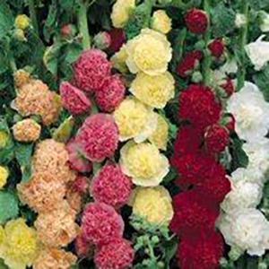 (Hollyhock) Alcea rosea Chaters Double Mixed from Swift Greenhouses