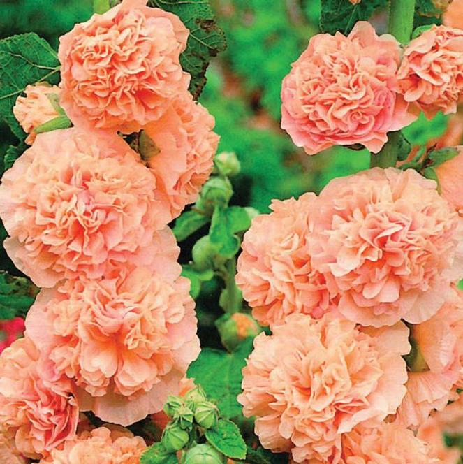 (Hollyhock) Hollyhock Alcea rosea Chaters Double Salmon from Swift Greenhouses