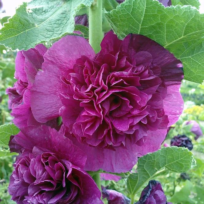 (Hollyhock) Alcea rosea Chaters Double Violet from Swift Greenhouses