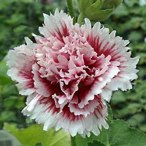 (Hollyhock) Alcea rosea Fiesta Time from Swift Greenhouses