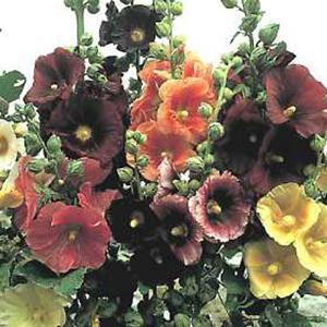 (Hollyhock) Alcea rosea Indian Spring from Swift Greenhouses