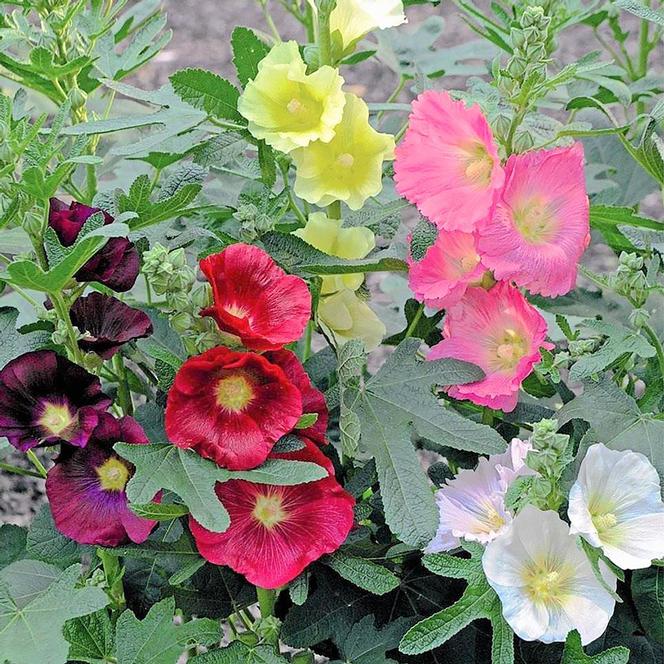 (Hollyhock) Alcea ficifolia Las Vegas from Swift Greenhouses