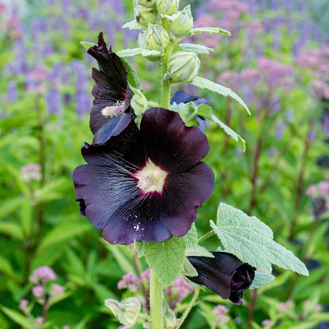 (Hollyhock) Alcea rosea Nigra from Swift Greenhouses
