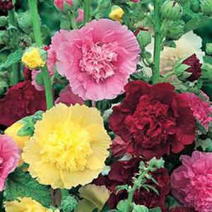 (Hollyhock) Alcea rosea Powderpuff Mix from Swift Greenhouses