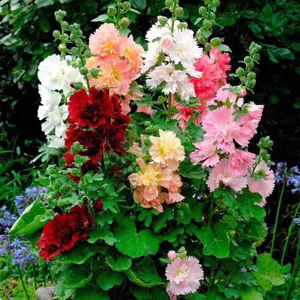 (Hollyhock) Alcea rosea Queeny Mix from Swift Greenhouses