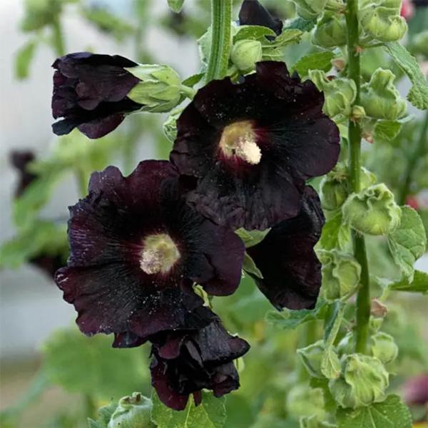 (Hollyhock) Alcea rosea Spotlight™ Blacknight from Swift Greenhouses