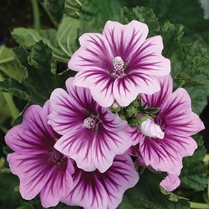 (Hollyhock Mallow) Malva sylvestris Zebrina from Swift Greenhouses