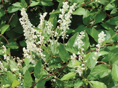 (Honeysuckle Vine) Lonicera japonica halliana Halls from Swift Greenhouses