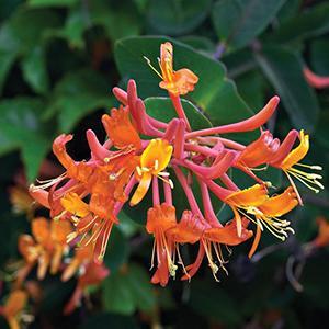 (Honeysuckle Vine) Honeysuckle Lonicera hybrida Mandarin from Swift Greenhouses