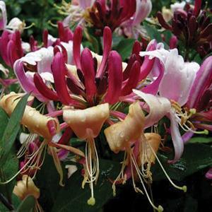 (Honeysuckle Vine) Lonicera periclymenum Serotina from Swift Greenhouses