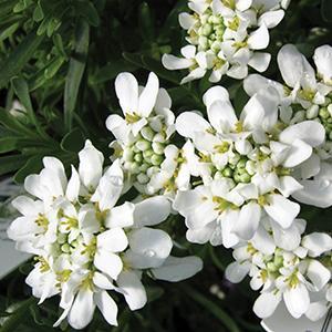 (Candytuft) Iberis sempervirens Tahoe from Swift Greenhouses