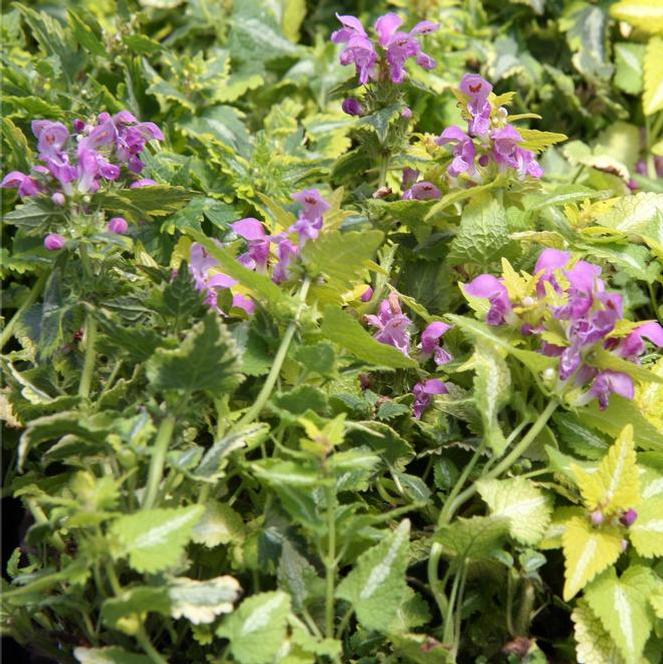 (Spotted Deadnettle) Lamium maculatum Anne Greenway from Swift Greenhouses