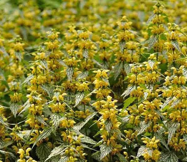 (Yellow Archangel) Lamium galeobdolon Herman's Pride from Swift Greenhouses