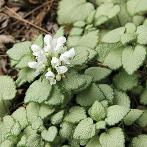 (Spotted Deadnettle) Lamium maculatum White Nancy from Swift Greenhouses